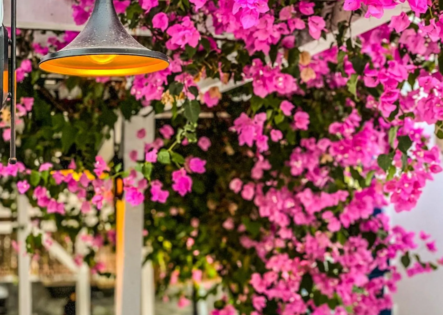 Pineloft Selimiye Hotel Muğla Törökország